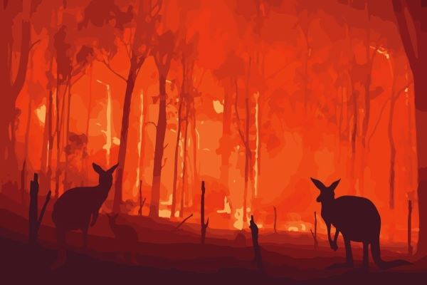 ماذا لو شب حريق في غابات الأمازون؟